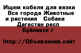 Ищем кобеля для вязки - Все города Животные и растения » Собаки   . Дагестан респ.,Буйнакск г.